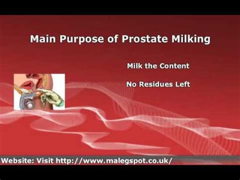 cums from prostate milking Search